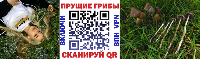 Купить  Арсеньев  Псилоцибиновые грибы Cubensis 